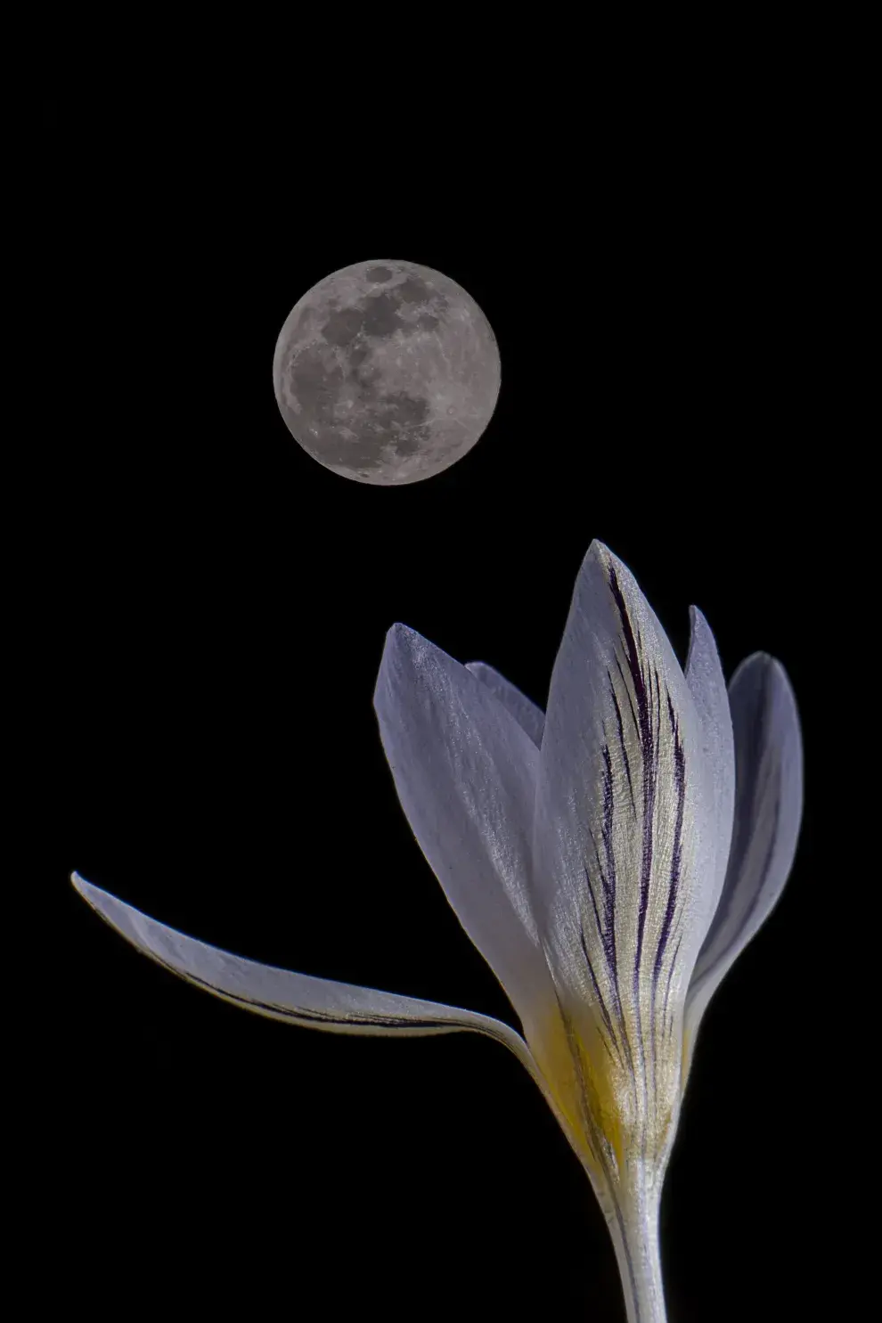 Luna de las flores: cuál es su significado y cómo aprovechar su energía.