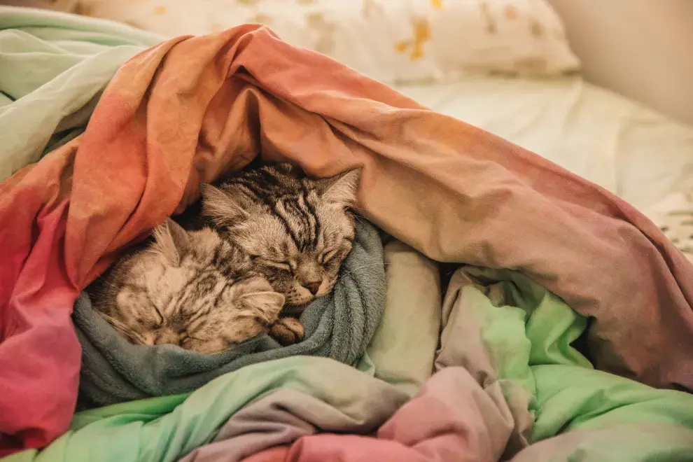 foto de gato.