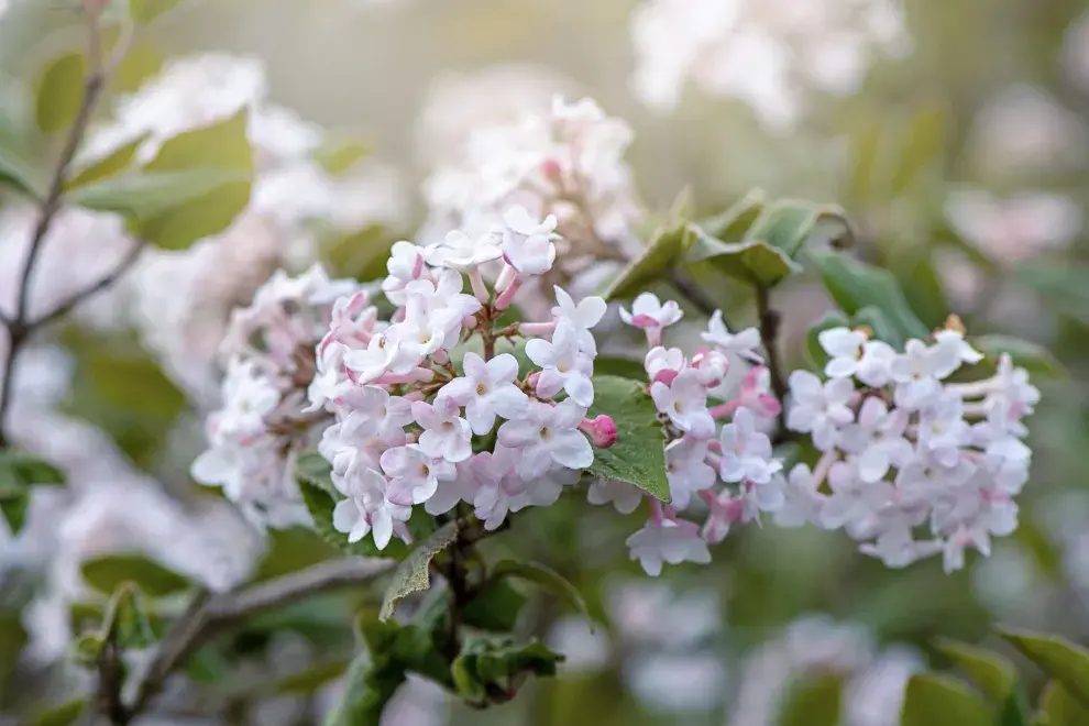 Foto de Durillo (Viburnum tinus).