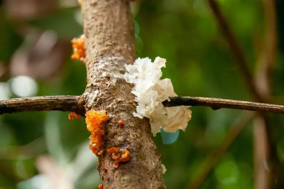 Tremella: el hongo hidratante que se convirtió en el nuevo aliado de la salud de la piel y del cerebro