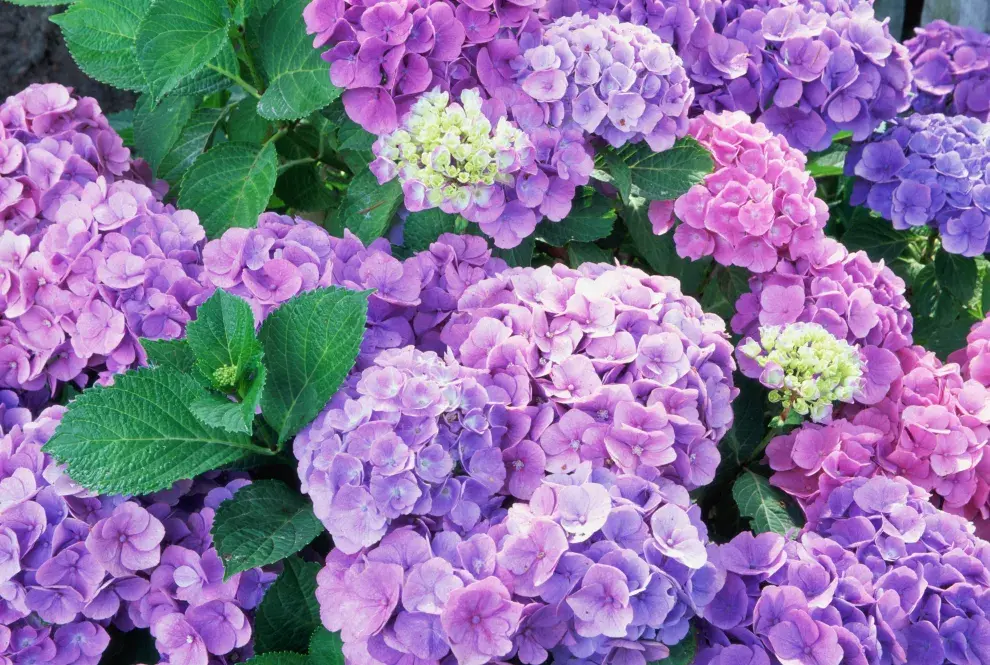 Patios de invierno con poco presupuesto: 6 plantas ideales para esta temporada