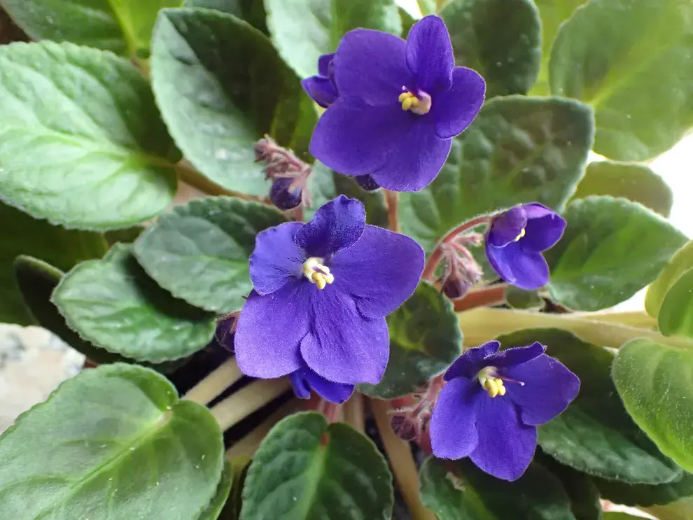 Foto de planta violeta africana.