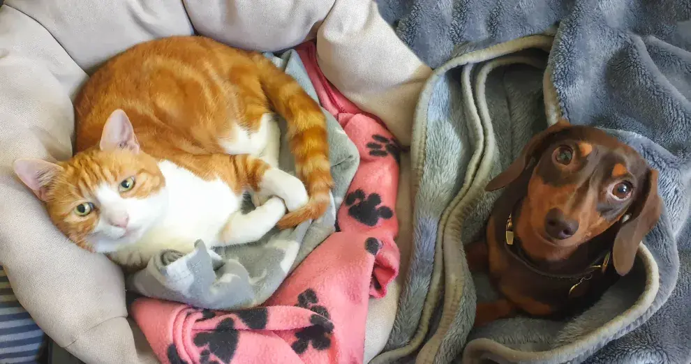 Foto de mascotas.