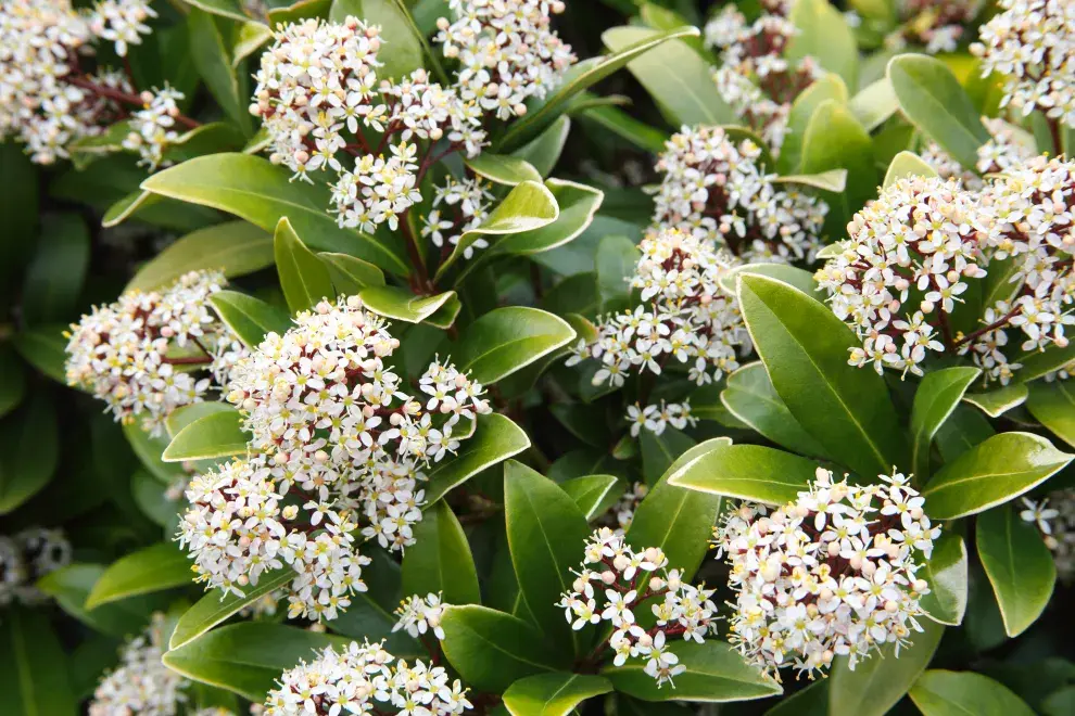Foto de skimmia.