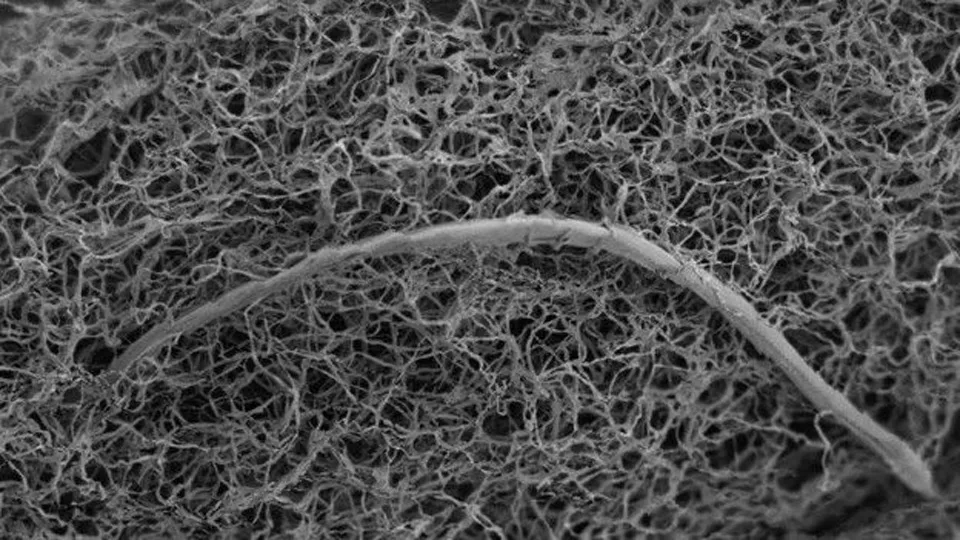 Un nematodo en una biopelícula