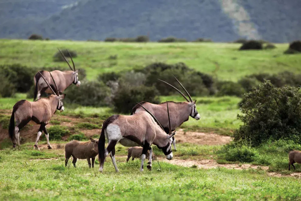 Queríamos ver los “cinco grandes”: el leopardo, el león, el elefante, el búfalo y el rinoceronte