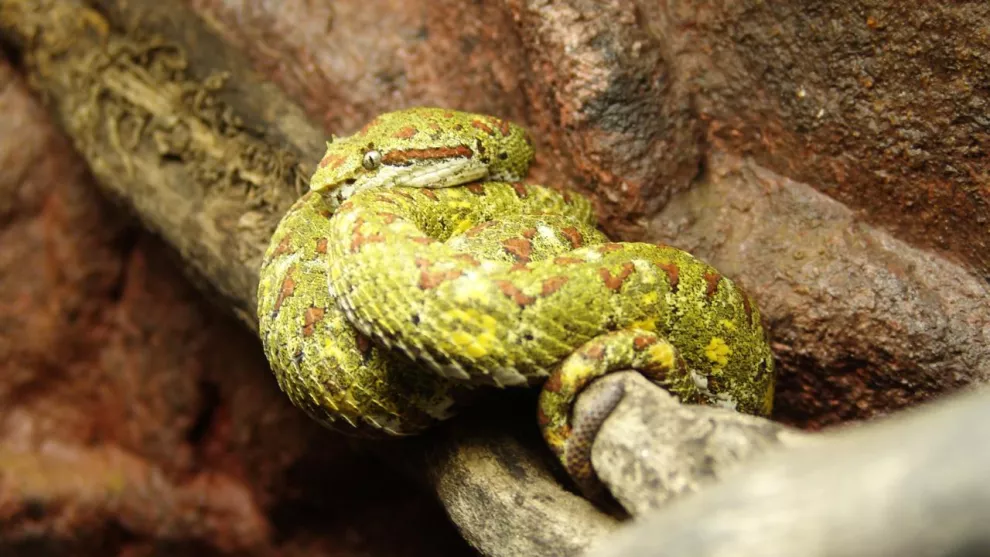 La Isla de Queimada Grande está llena de serpientes venenosas