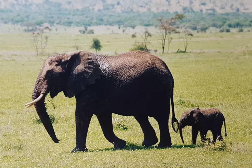 En Tanzania es posible ver elefantes difíciles de encontrar en otras partes de África