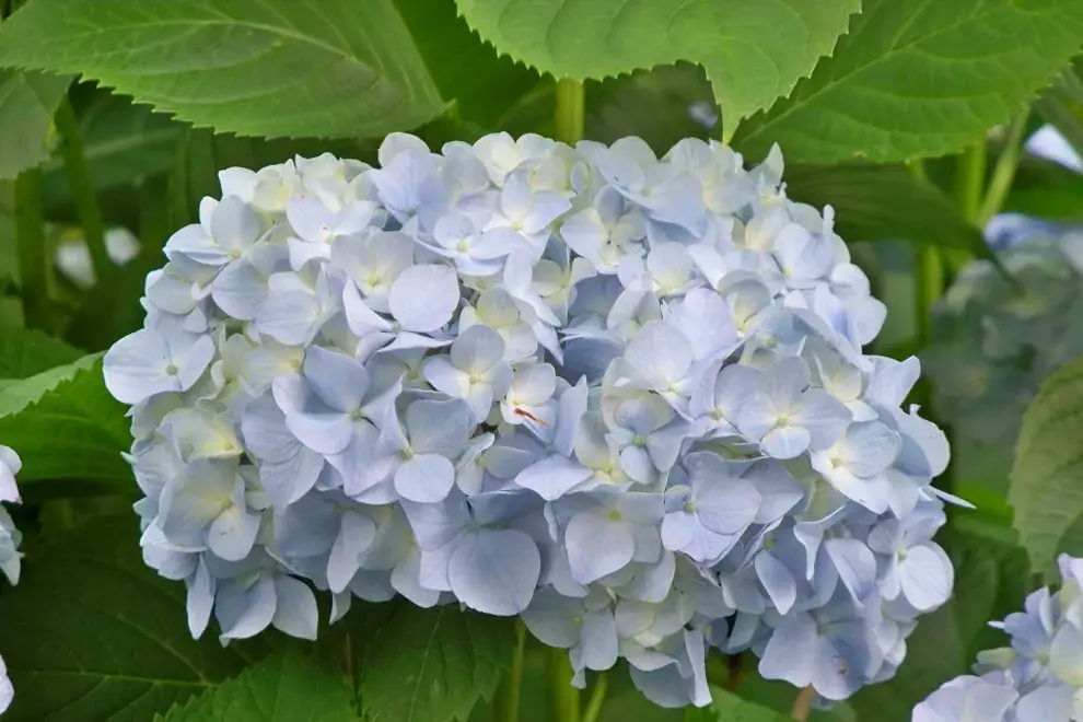 ¿La hortensia también? Sí señores...