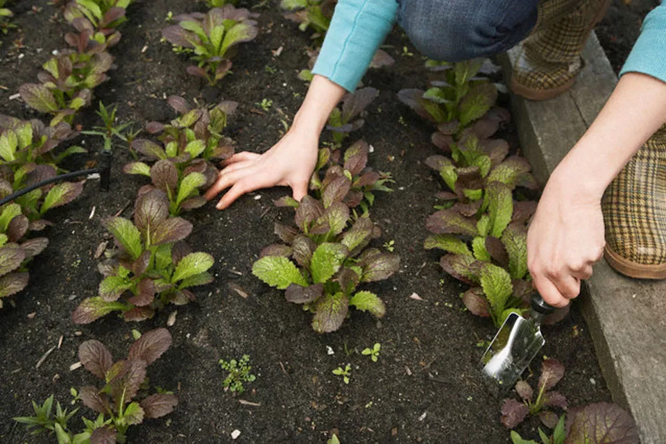 Unos días antes de la fecha de la siembra que elegiste  para plantar, prepará tus cajones si vas a hacer plantines o alistá tus canteros en el suelo directo