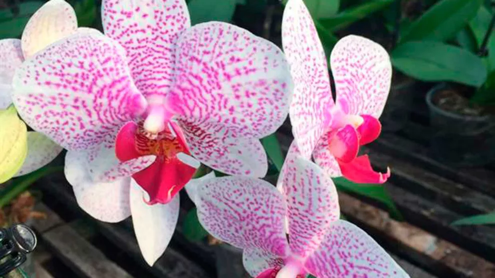 Las flores de las orquídeas son un verdadero manjar para la vista