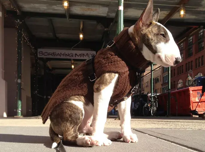 Neville: un bull terrier muy cool.