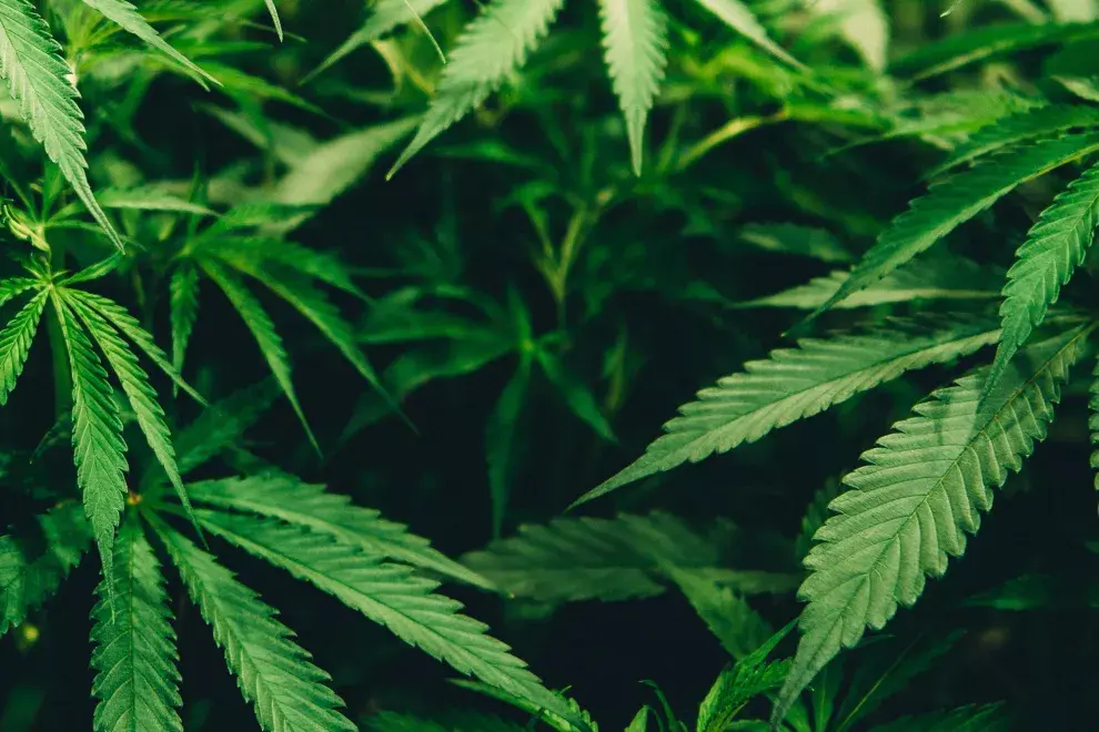 Llenas de vitaminas y minerales, las semillas de la marihuana no paran de ganar terreno entre los "foodies"