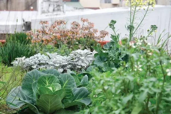 Además, podés armar una huerta con tus plantas preferidas