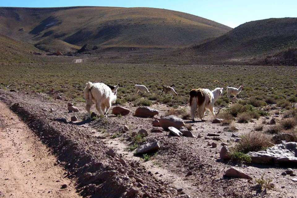 Al costado de la ruta, las llamas