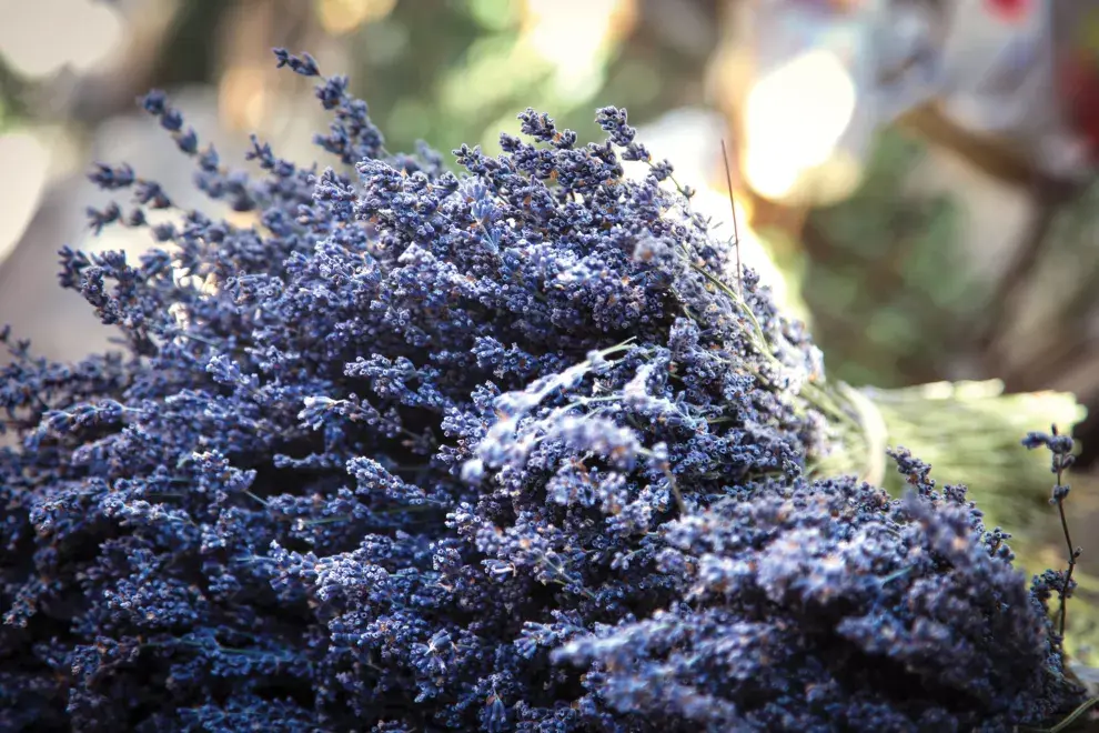 Si querés ver los campos de lavanda florecidos, lo ideal es viajar entre mediados de junio y agosto.