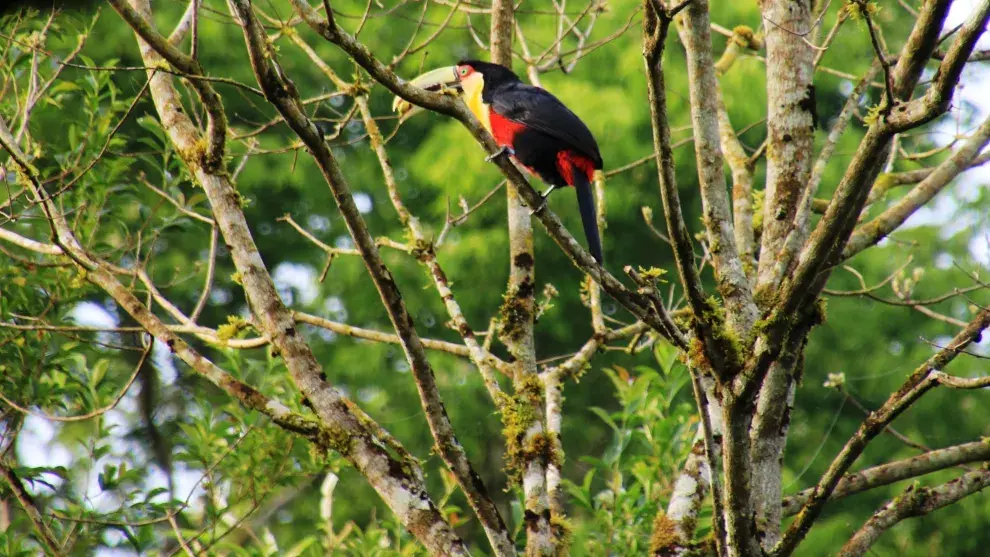 Tucanes, las aves estrella de Misiones