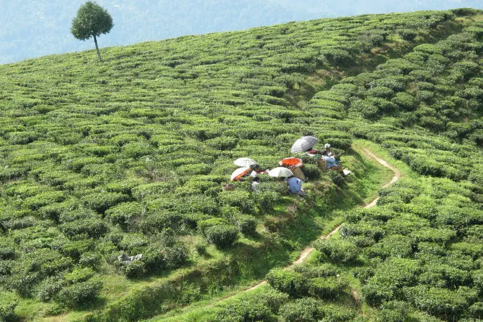 Descanso en la cosecha de té. Darjeeling. Foto: Cintia Kemelmajer.