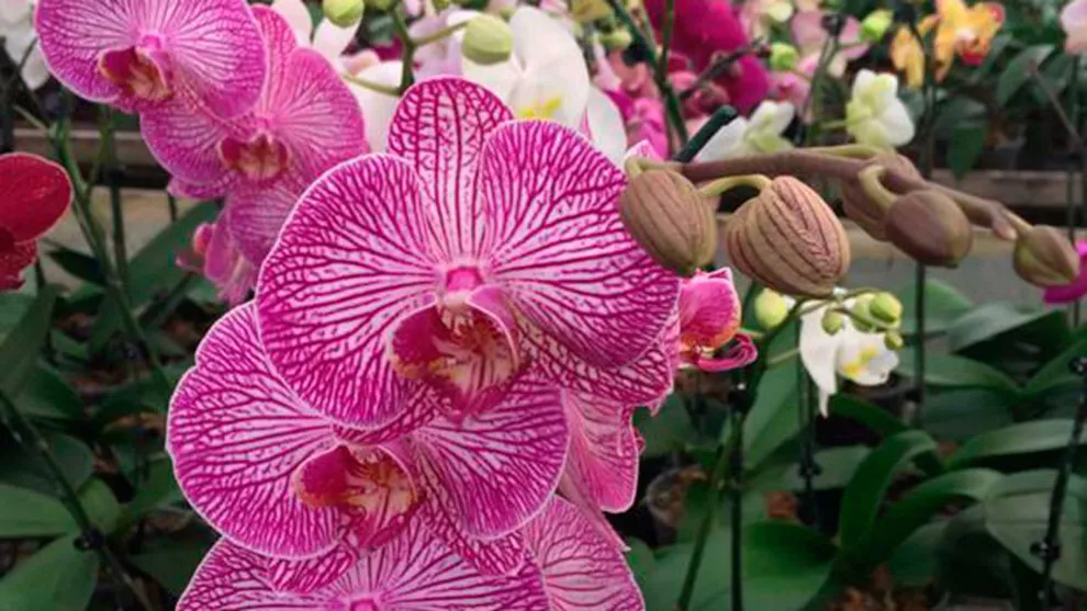 La phalaenopsis es uno de los ejemplares más lindos y fáciles de cuidar