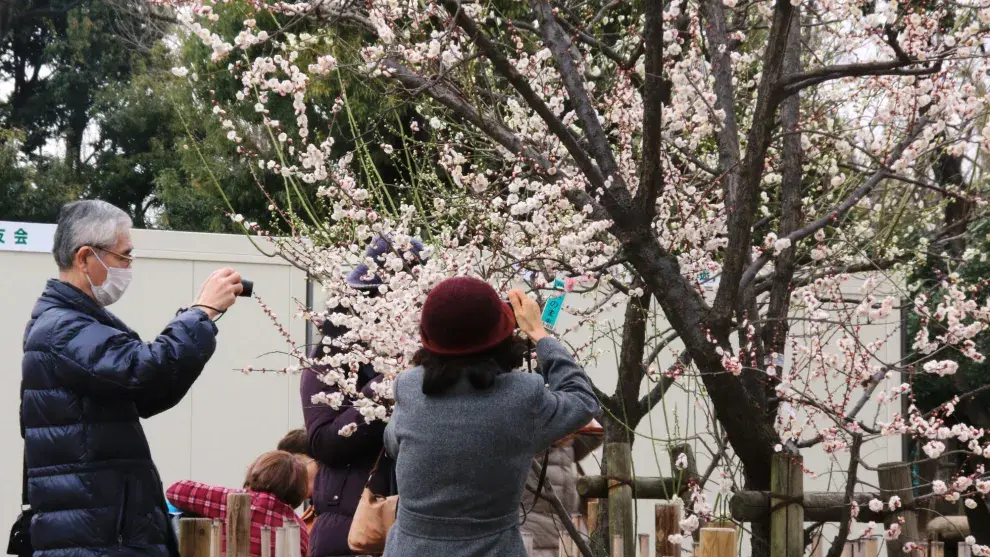 Ume Matsuri, una fiesta de febrero a marzo