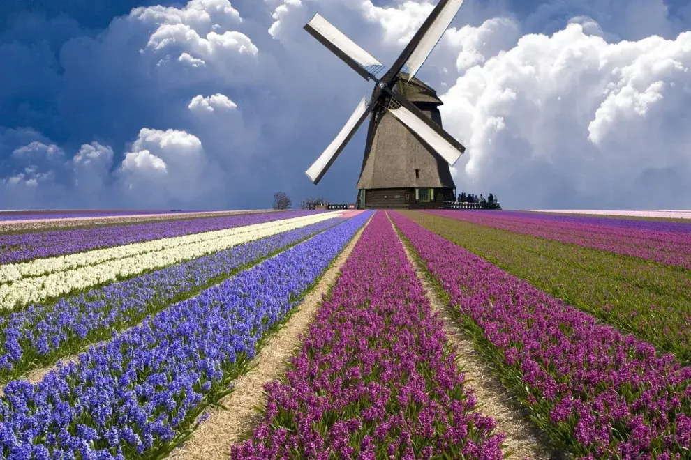 La ruta de los tulipanes en Holanda, uno de los destinos más  instagrameables del mundo - Ohlalá