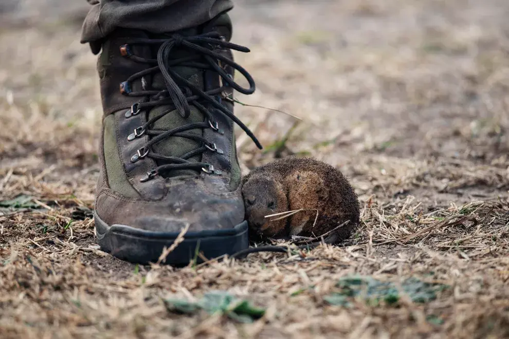 Los animales de los humedales están en crisis, con una cuarta parte en peligro de extinción.