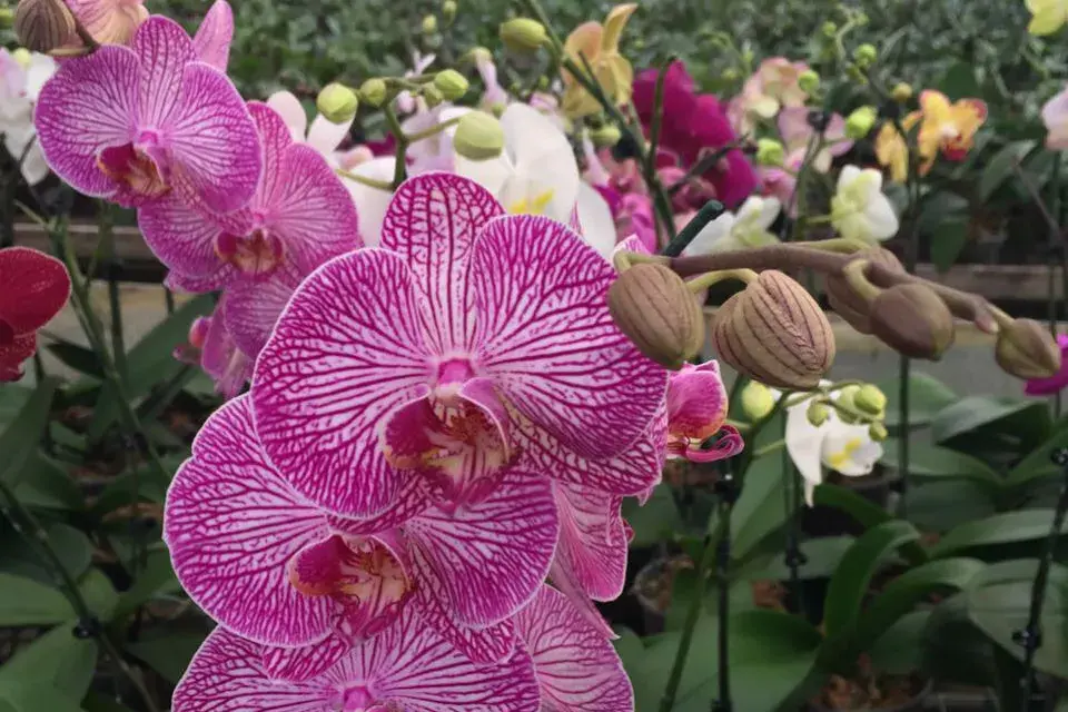 La phalaenopsis es uno de los ejemplares más lindos y fáciles de cuidar