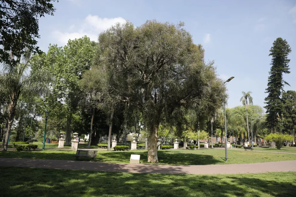 Arboles históricos de la ciudad de Buenos Aires: el Melaleuca ericifolia (árbol de papel) en Parque Lezama tiene un tronco que se descama "como hojas de papel".