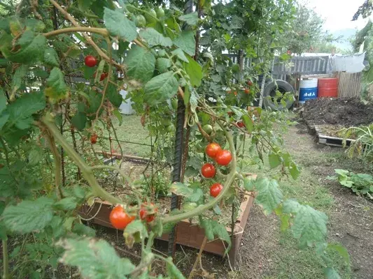 Tomates cherry deliciosos