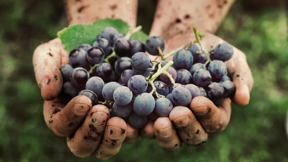 Grapes harvest. Farmers hands with freshly harvested black grapes.