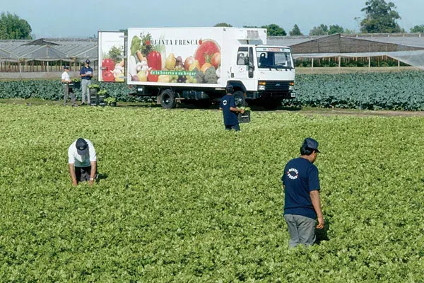 En pleno proceso de recolección de verduras