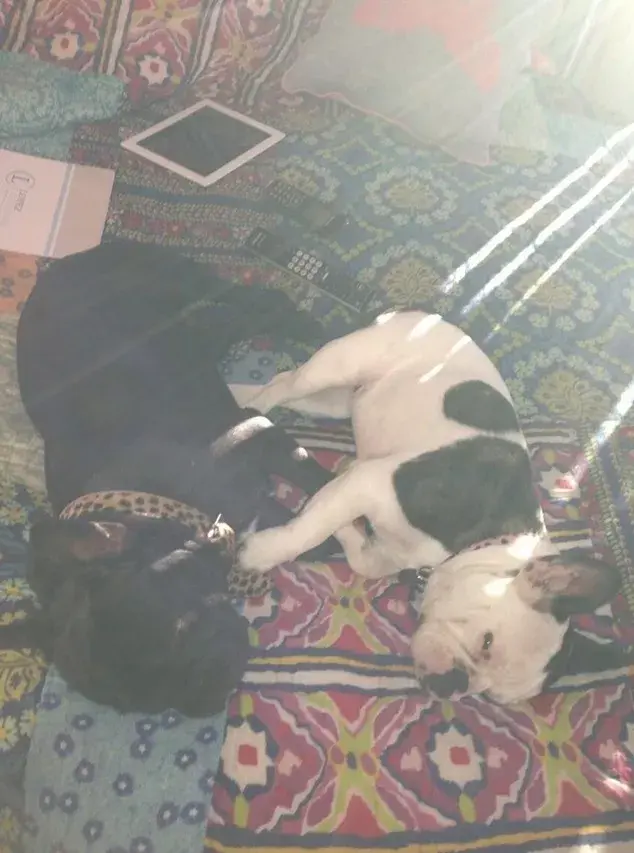 Amante de la raza de perro bulldog francés, Paula Chaves dedica la mayoría de sus tuits a sus mascotas