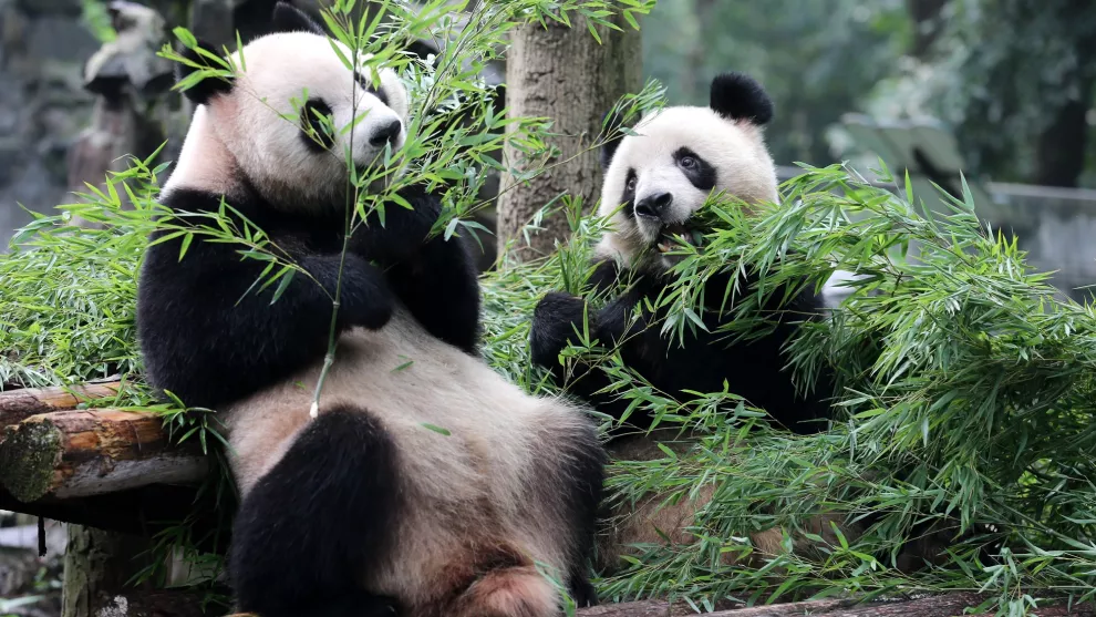 En China, matar a un panda se castiga con prisión e incluso pena de muerte
