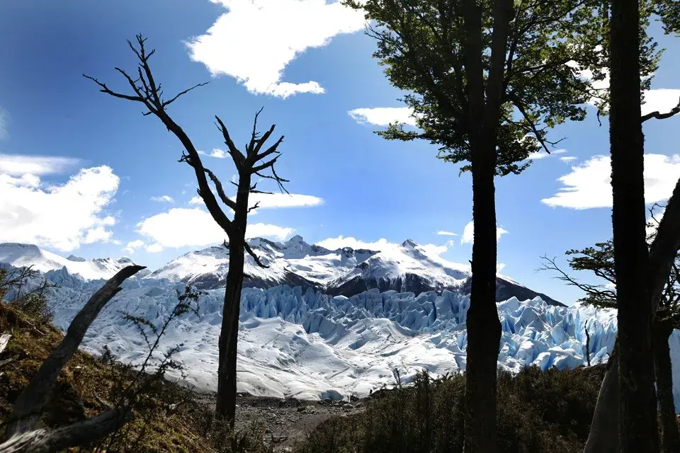 Manso y esplendoroso, el glaciar parece emerger de entre los árboles