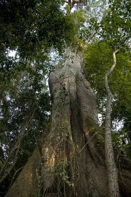 La ceiba, o lupuna, es por su tamaño la reina del bosque