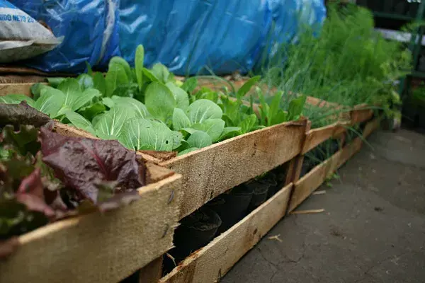 La huerta se puede armar en canastos, cajones, macetas, tachos de pintura, etc. siempre con perforación abajo para el drenaje