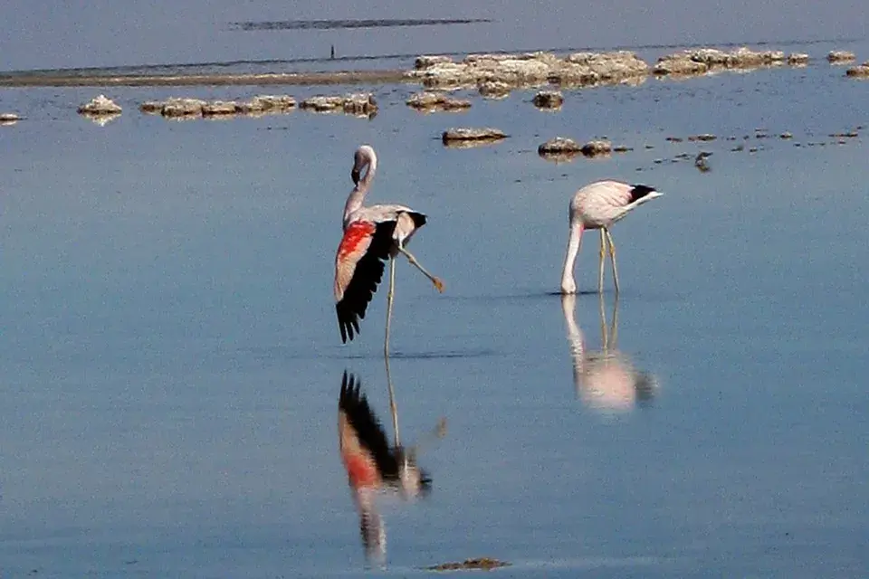 Los flamencos, en primer plano