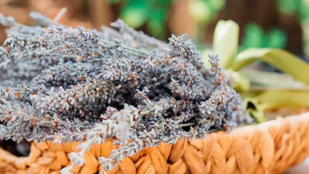 Las propiedades calmantes de la lavanda son famosas