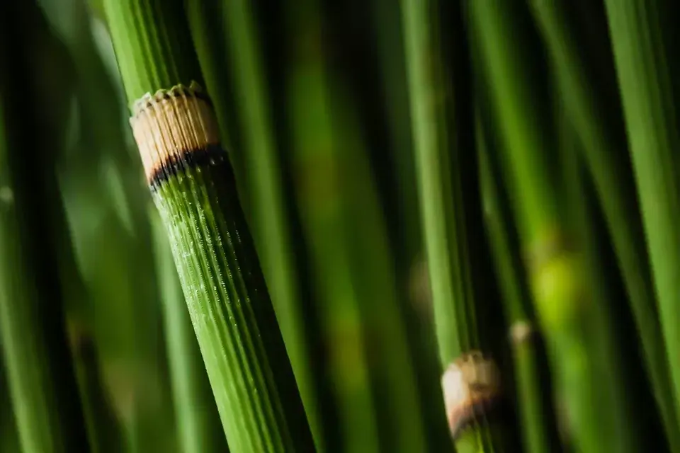 Cola de caballo, una planta que le hace muy bien a los riñones