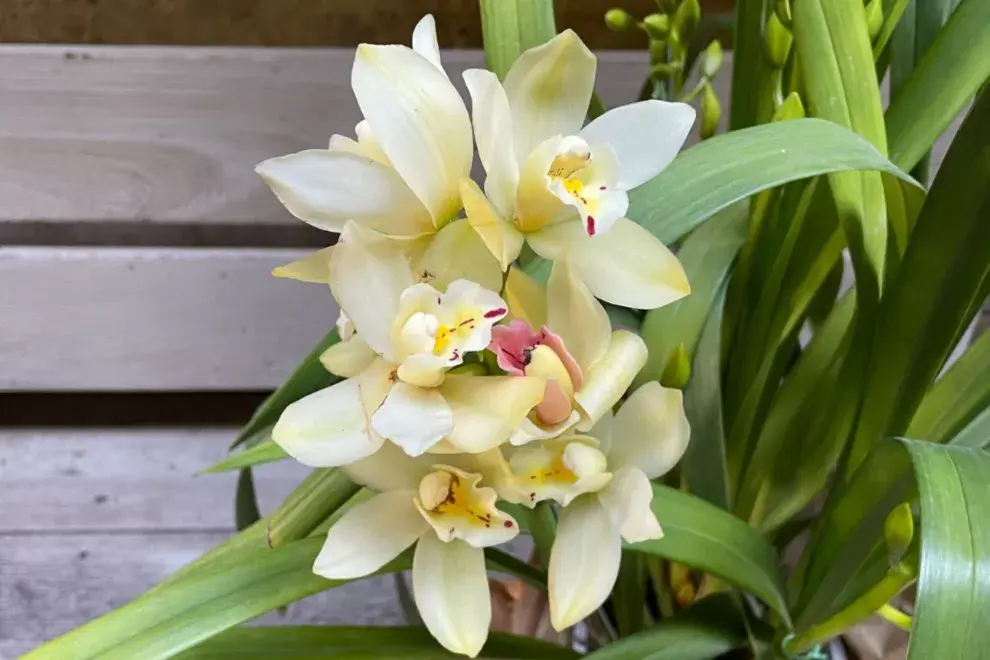 Orquidea Cymbidium. Foto gentileza: Anette Flowers