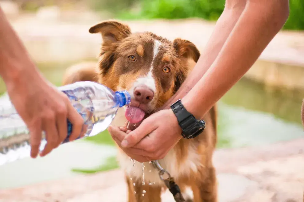 Cuentas que defienden los derechos de los animales