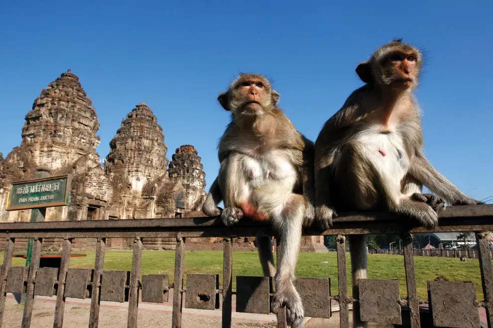 En Lopburi, Tailandia, la falta de turistas hizo que cientos de monos hambrientos salieran a buscar comida 