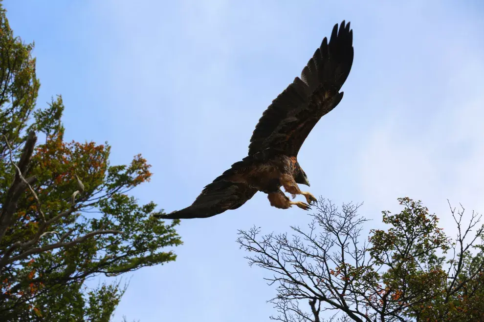 Un águila mora, en vuelo bajo