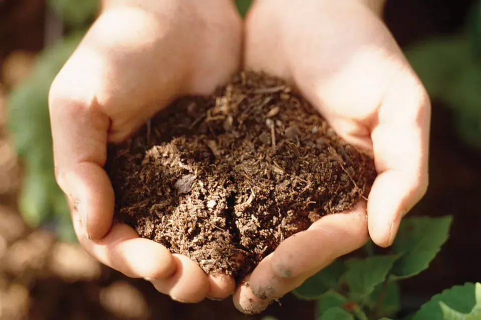 A la hora de regar lo mejor es que las hojas no se mojen