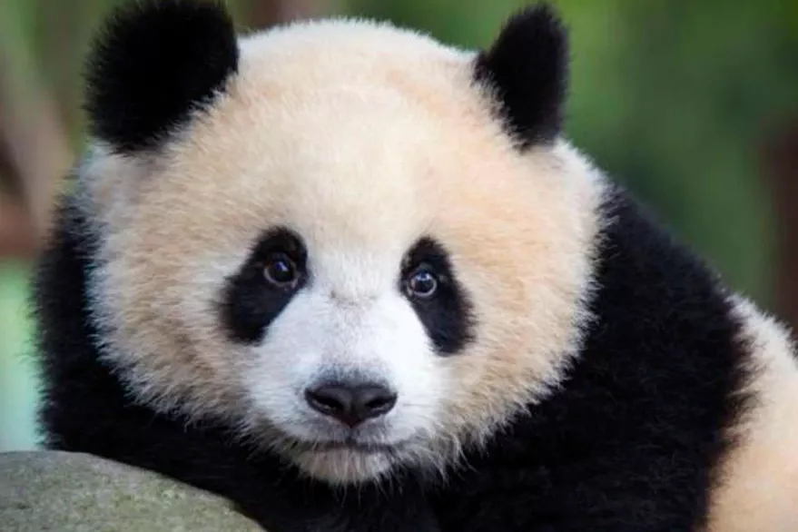 La protección del panda, una de las noticias internacionales del año.