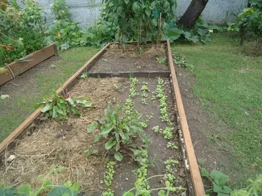 Las hojas de remolacha se pueden comer crudas o cocidas, tiene un sabor dulzón.