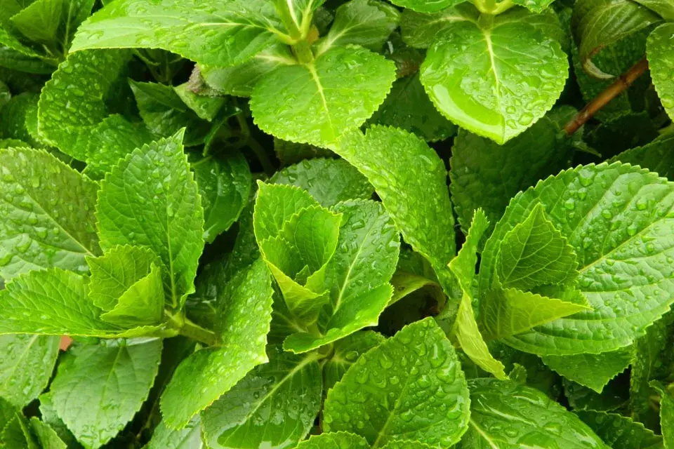 Hortensia en primavera, antes de florecer