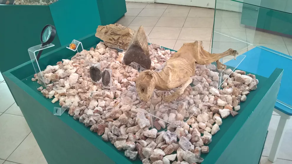 El gato exhibido en el museo de Ciencias Naturales y Antropológicas Cornelio Moyano en Mendoza