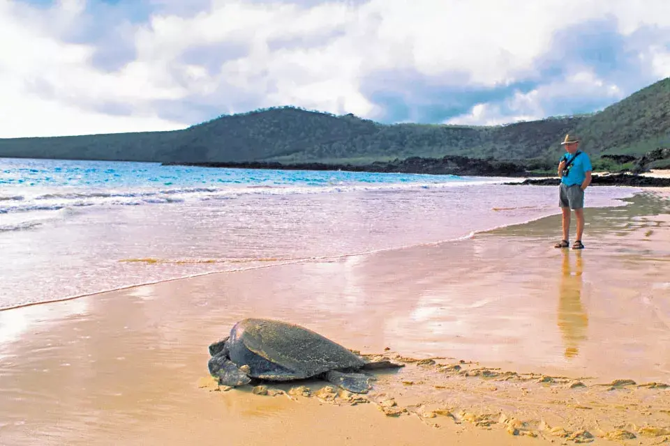Como en esta playa de Floreana, una de las más atractivas islas del parque nacional, las tortugas de distintas especies son las protagonistas