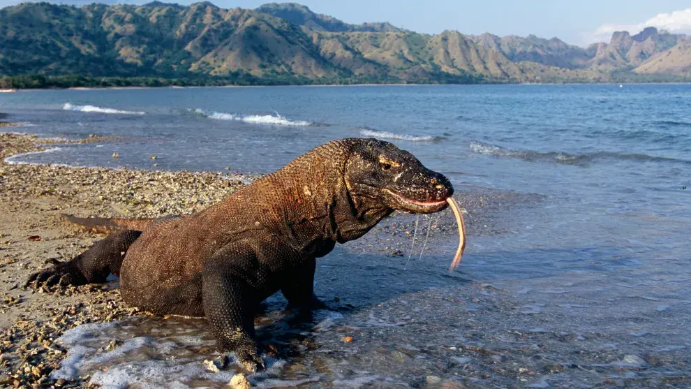 Fascinante, extraño y amenazado, el dragón de Komodo tiene fama de devorador de hombres